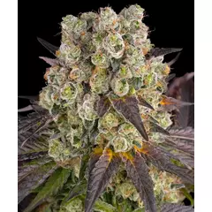 Purple Punch x Lemon Drizzle, Фасовка: 3